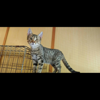 BILLI (m) KATER