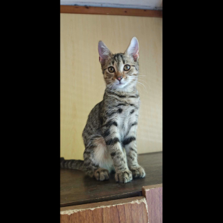 BILLI (m) KATER