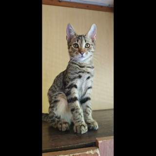 BILLI (m) KATER