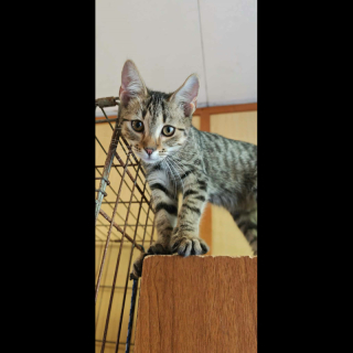 BILLI (m) KATER