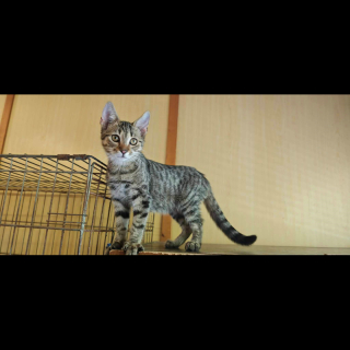 BILLI (m) KATER