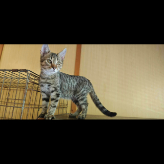 BILLI (m) KATER