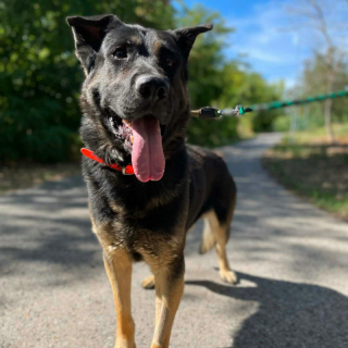 BUDDY (m)