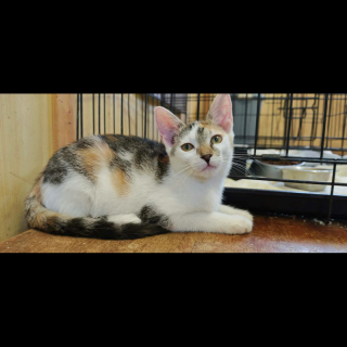 EBA (w) KATZE