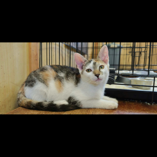 EBA (w) KATZE