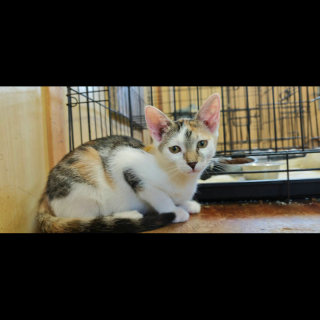 EBA (w) KATZE