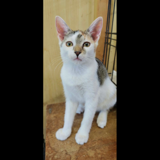 EBA (w) KATZE