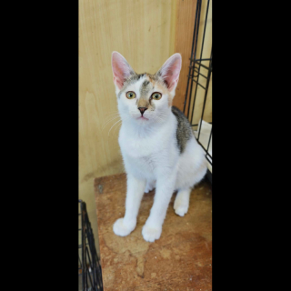 EBA (w) KATZE