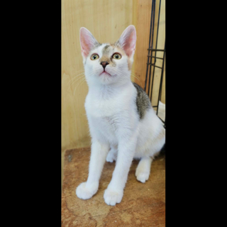 EBA (w) KATZE
