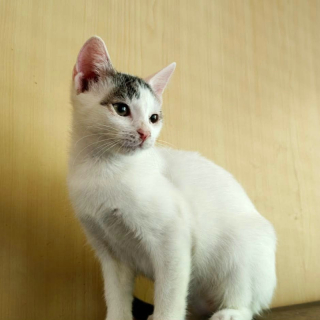EURA (w) KATZE