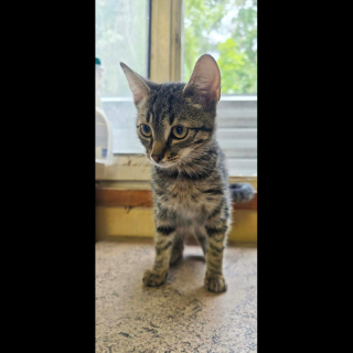 FABA (w) KATZE