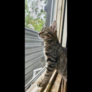 FABA (w) KATZE