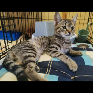 FABA (w) KATZE