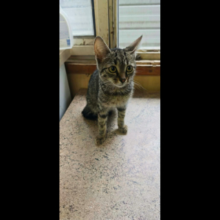 FABA (w) KATZE