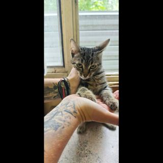 FABA (w) KATZE