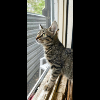 FABA (w) KATZE