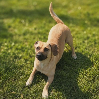 FRANKIE (m)