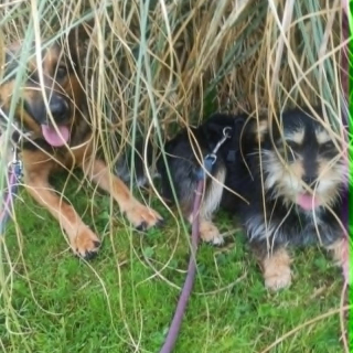 JACKSON (m) AUF PFLEGESTELLE IN 52396 HEIMBACH