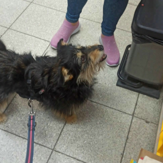 JACKSON (m) AUF PFLEGESTELLE IN 52396 HEIMBACH