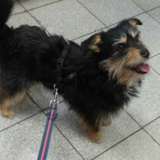 JACKSON (m) AUF PFLEGESTELLE IN 52396 HEIMBACH