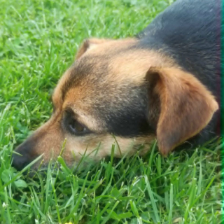 JALAPENO (m) AUF PFLEGESTELLE IN 52396 HEIMBACH
