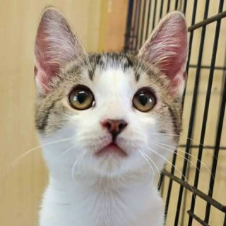 KUBKO (m) KATER