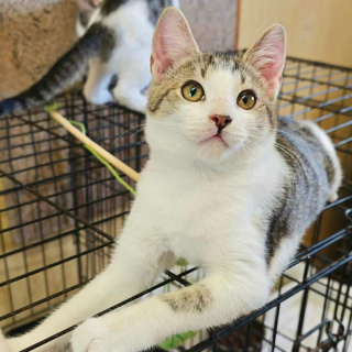 KUBKO (m) KATER