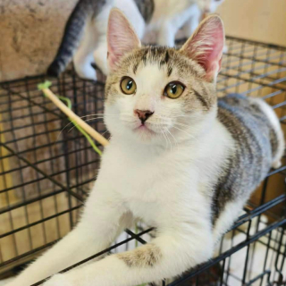 KUBKO (m) KATER
