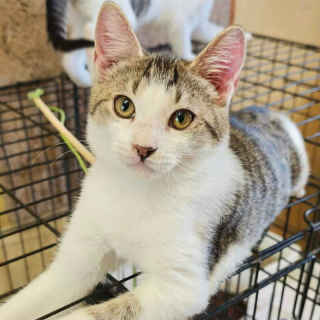 KUBKO (m) KATER