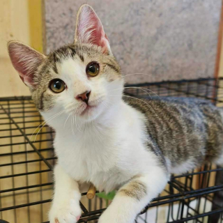 KUBKO (m) KATER