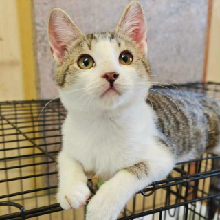 KUBKO (m) KATER