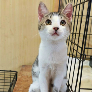 KUBKO (m) KATER