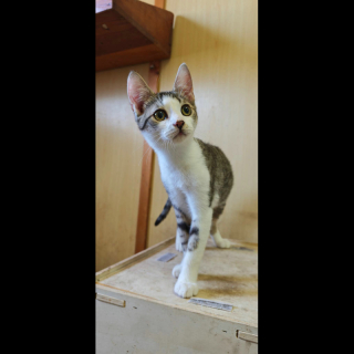 MATEO (m) KATER