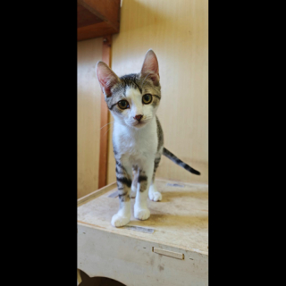 MATEO (m) KATER
