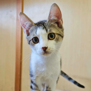 MATEO (m) KATER