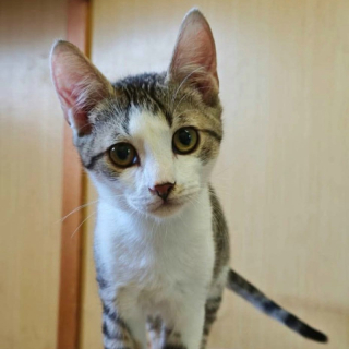 MATEO (m) KATER