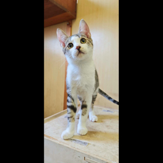 MATEO (m) KATER