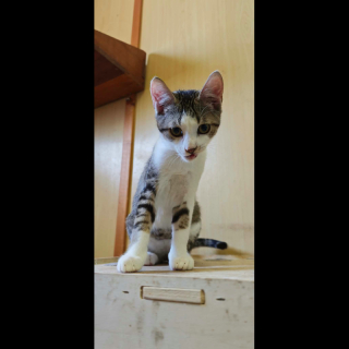 MATEO (m) KATER