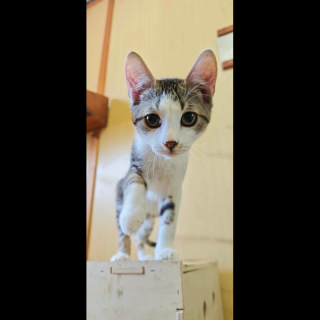 MATEO (m) KATER