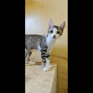 MATEO (m) KATER