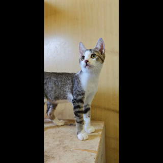 MATEO (m) KATER