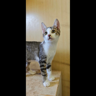 MATEO (m) KATER