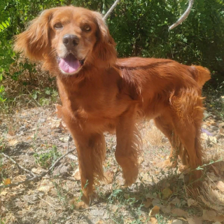MAYLO (m)