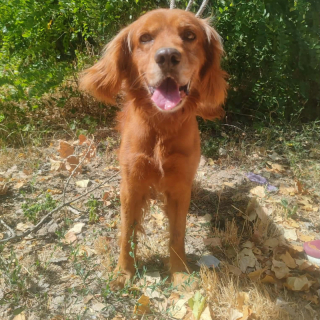 MAYLO (m)