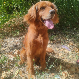 MAYLO (m)