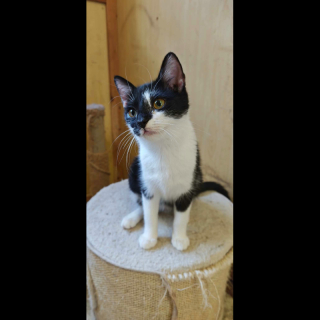SALA (w) KATZE