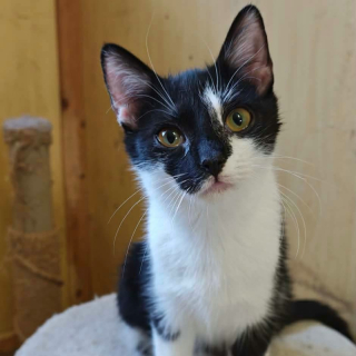 SALA (w) KATZE