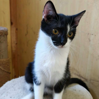SALA (w) KATZE