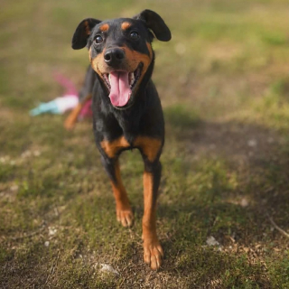 SEMIR (m) HANDICAPHUND