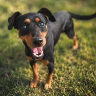 SEMIR (m) HANDICAPHUND